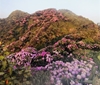 Ngơ ngẩn ngắm hoa Đỗ Quyên nở rực trên đỉnh núi PuTaLeng