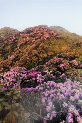 Ngơ ngẩn ngắm hoa Đỗ Quyên nở rực trên đỉnh núi PuTaLeng
