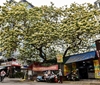 Vẻ đẹp của cây bún 300 tuổi ở Hà Nội đang nở hoa rực rỡ