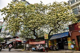 Vẻ đẹp của cây bún 300 tuổi ở Hà Nội đang nở hoa rực rỡ