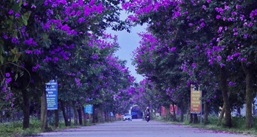 Ngắm con đường bằng lăng tím tuyệt đẹp ở Lý Nhân, Hà Nam