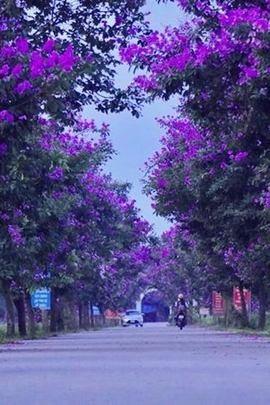 Ngắm con đường bằng lăng tím tuyệt đẹp ở Lý Nhân, Hà Nam