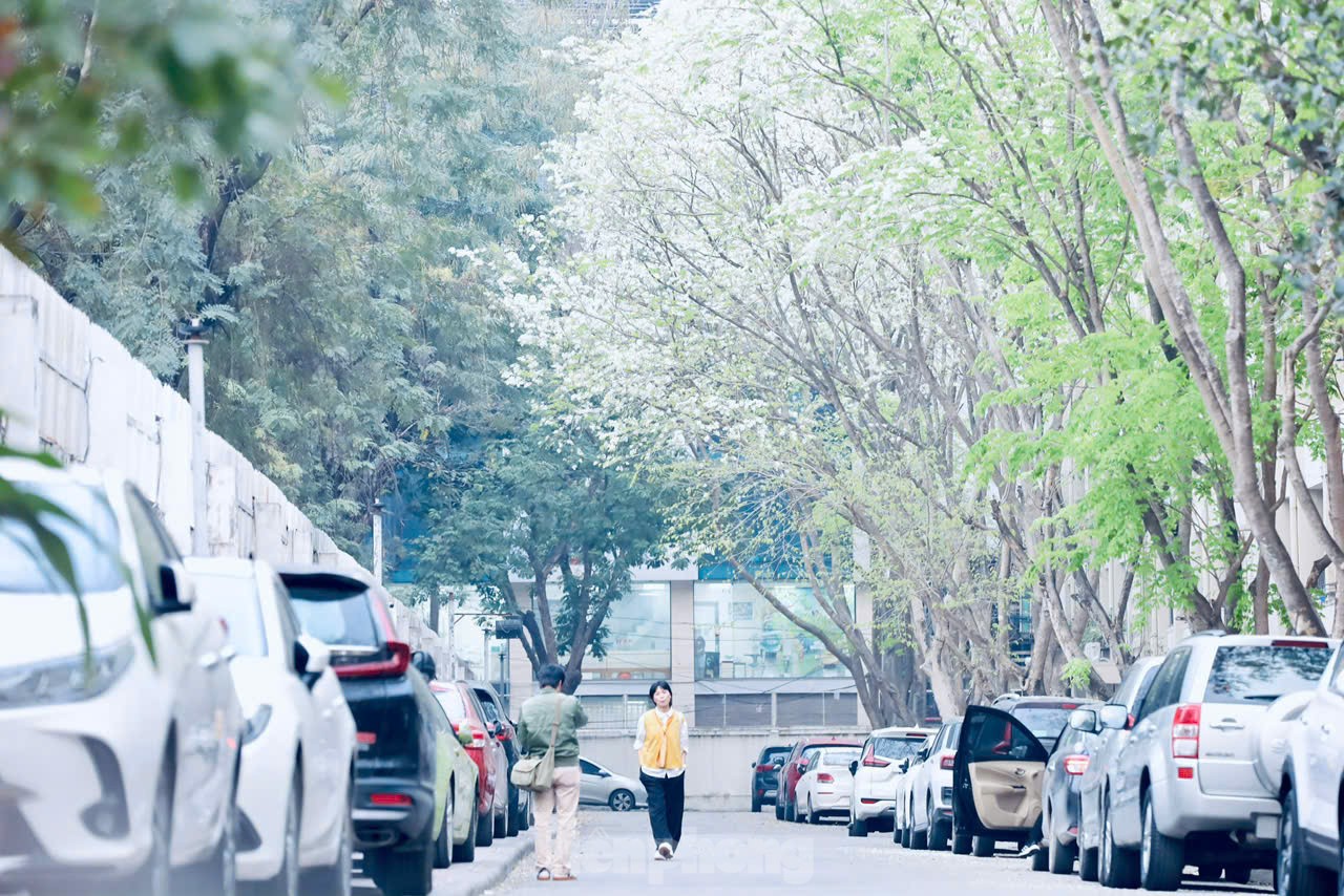 Mê mẩn ngắm hoa sưa nở trắng trời Hà Nội ảnh 12