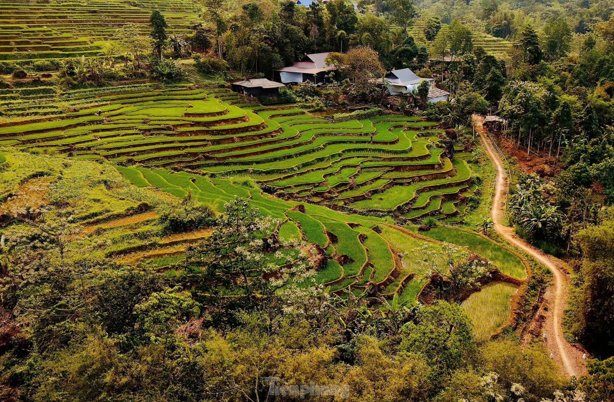 Ruộng bậc thang xanh mướt mùa lúa non 'đốn tim' du khách ảnh 10